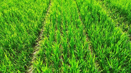 Vibrant green field bordered by forest trees
