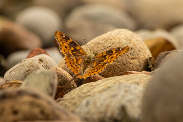 Apatura ilia