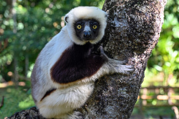 Sifaka lemur - Verreauxov sifaka – Propithecus verreauxi Madagascar