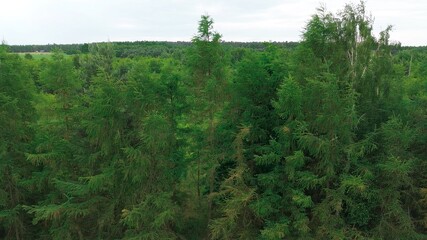 Scenic Aerial Perspective of Dense Forest