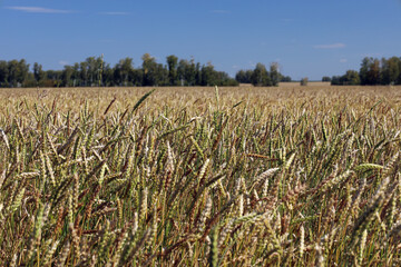 field of ripening wheat and birch forests against the blue sky