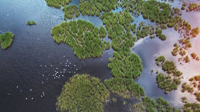 Birds in flight over marshy forest lake aerial view