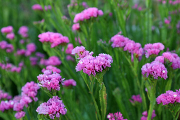 a bright meadow of blooming pink statice (lat. Limonium sinuatum) against a background of lush...
