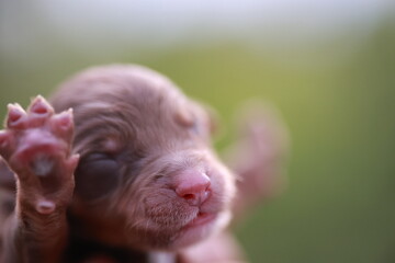 A puppy is looking at the camera with its eyes closed