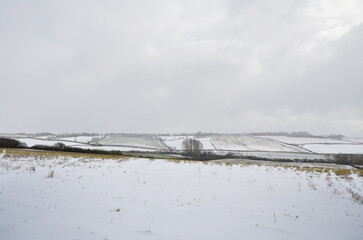  A snow-covered field with rows of trees and farmland patterns visible in winter. High quality photo