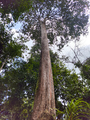 Fototapeta premium Low angle view of tall tree in the forest