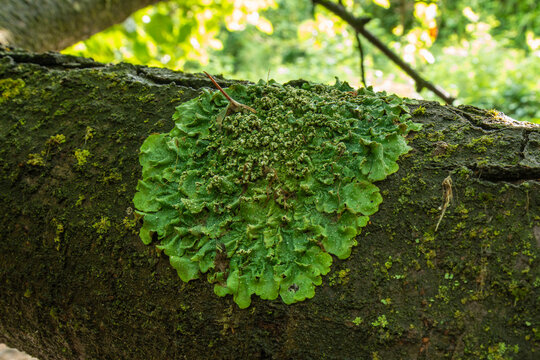Peltigera aphthosa
