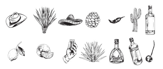Tequila Production Illustrations in Art Ink Style