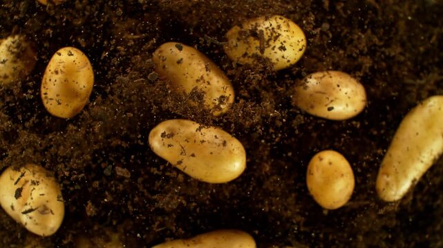 Super slow motion of early potatoes with clay flying in the air. Filmed on high speed cinema camera, 1000 fps, placed on high speed cine bot, following the target.