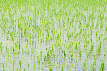 Obraz premium landscape of rice plants growing in summer rice fields
