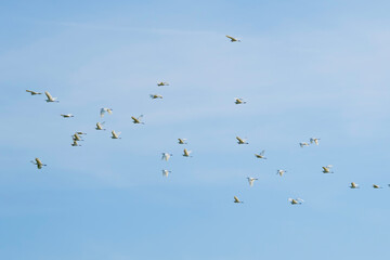Flock of egrets flying in the blue sky