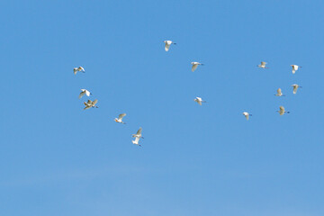 Flock of egrets flying in the blue sky