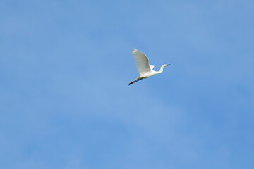 Fototapeta premium White heron flying in the blue sky