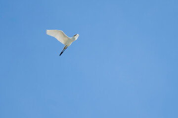 White heron flying in the blue sky
