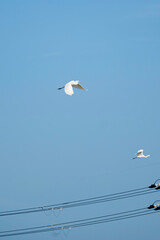 White heron flying in the blue sky