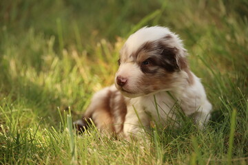 An Adorable Puppy Sitting in the Lush Grass A Cute Little Canine Overflowing with Joy