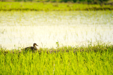 Rice fields at dusk, mallards, summer scenery