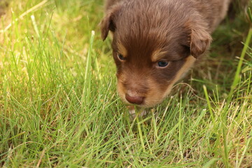 An Adorable Little Puppy Joyfully Exploring the Soft Grass in a Bright Sunny Field