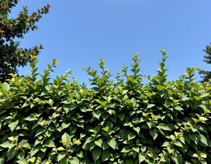 Lush Hedge Canopy Under Clear Blue