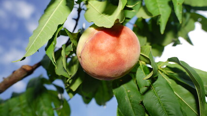 the peach orchard in yangshan, china