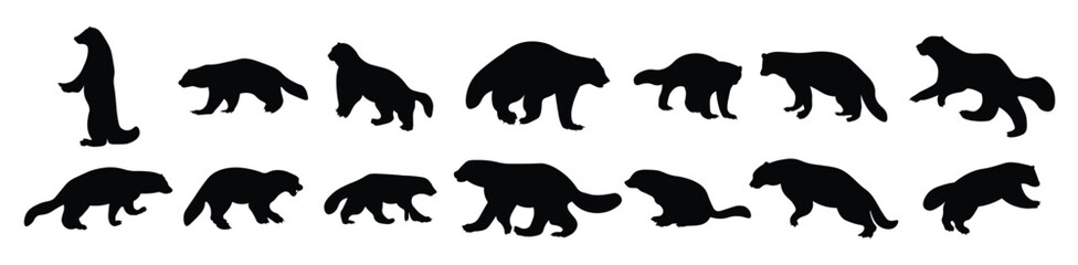 Set of wolverine animal silhouette vector illustrations