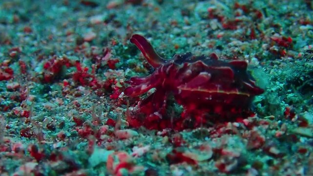 Juvenile of Paintpot cuttlefish in Izu, Japan