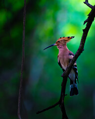 Beautiful Indian Hoopoe perched gracefully on a forest branch in Rajasthan, showcasing its striking crown-like crest, long curved bill, and vivid plumage in natural woodland light.