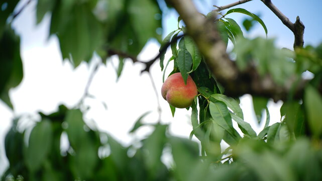 the peach orchard in yangshan, china