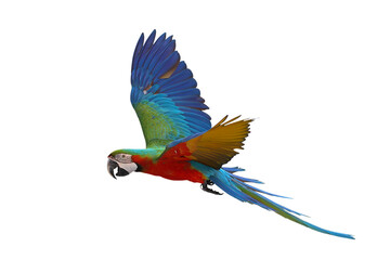 Colorful flying Harlequin Macaw parrot isolated on transparent background png file
