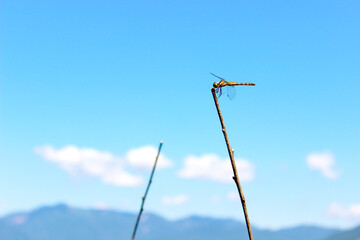 奥日光 青空とトンボ 夏