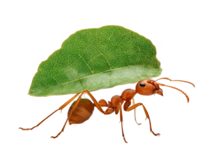 A single leafcutter ant carrying curved leaf piece, close-up
