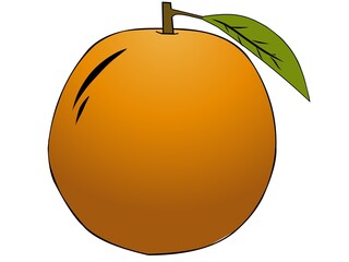 orange fruit vector illustration.