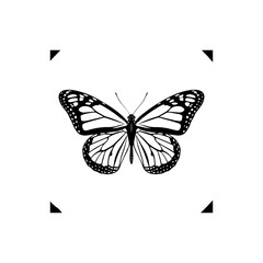 butterfly on white background