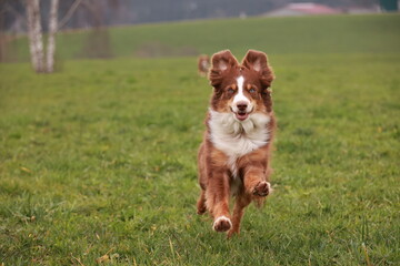 A brown and white dog is running through a grassy field