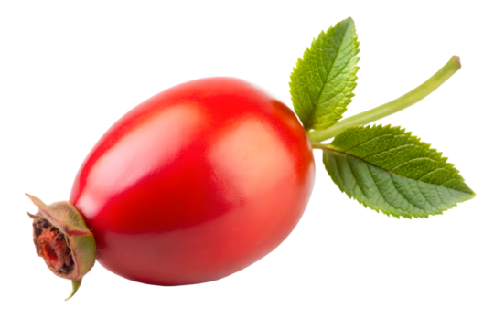 Falling rose hip isolated on transparent background full depth of field PNG icon isolated with transparent background