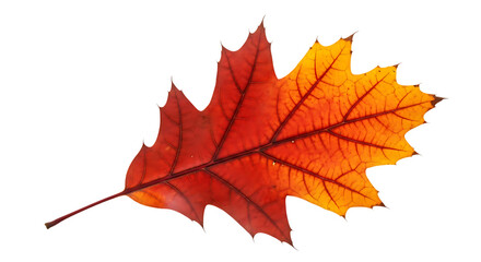 Fototapeta premium A colorful oak leaf isolated on transparent background