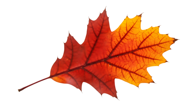 A colorful oak leaf isolated on transparent background