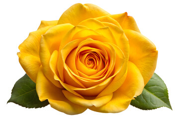 Yellow rose flower head isolated on transparent background PNG icon isolated with transparent background