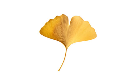 Fototapeta premium A golden ginkgo leaf isolated on transparent background shines brightly