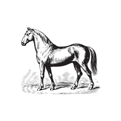 Vintage Engraving woodcut Horse retro vector art illustration design. 