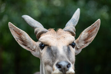 close up of a oryx