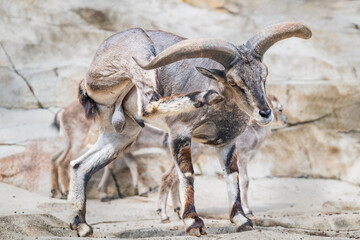 close up of a bharal