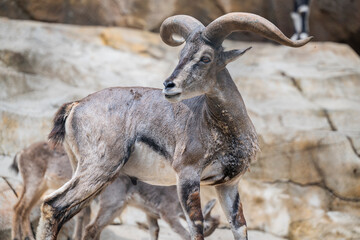 close up of a bharal