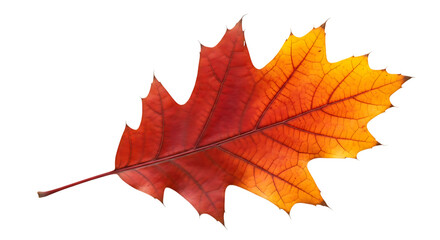 Obraz premium A vibrant red and orange oak leaf isolated on transparent background
