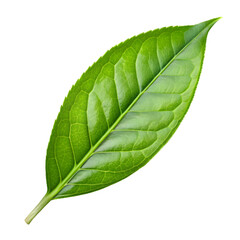 Obraz premium Tea leaf isolated on transparent background PNG icon isolated with transparent background