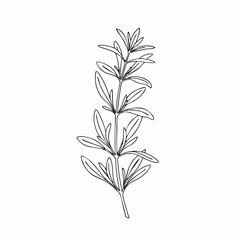 Single Line Drawing of Rosemary Sprig, Botanical Illustration