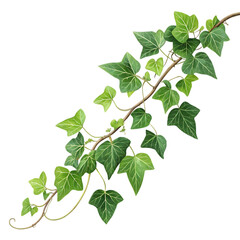 Green ivy vine branch with leaves isolated on transparent background