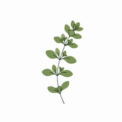 Obraz premium Stylized Oregano Sprig with Rounded Leaves and Delicate Vein Details