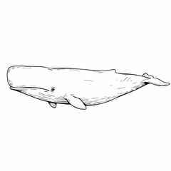 Detailed Line Art Illustration of a Sperm Whale Swimming Gracefully