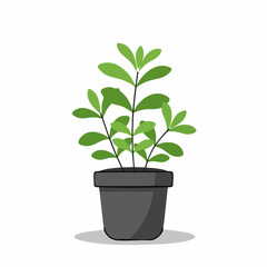Fototapeta premium Vibrant Green Plant in a Dark Gray Pot